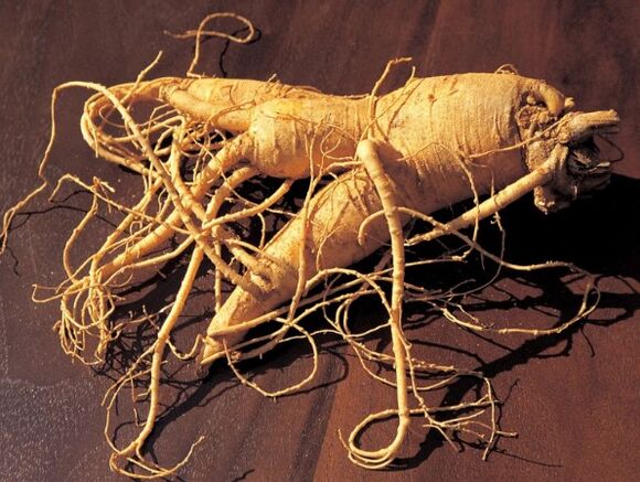 Ρίζα ginseng