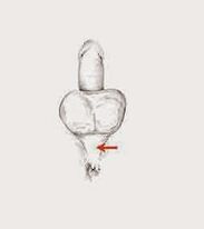 Δυναμικοί μύες και η ένταση τους για αύξηση της ισχύος